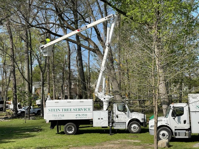 Stein bucket truck being used for high tree work at a park - tree removal in Pike Creek DE - Stein Tree Service