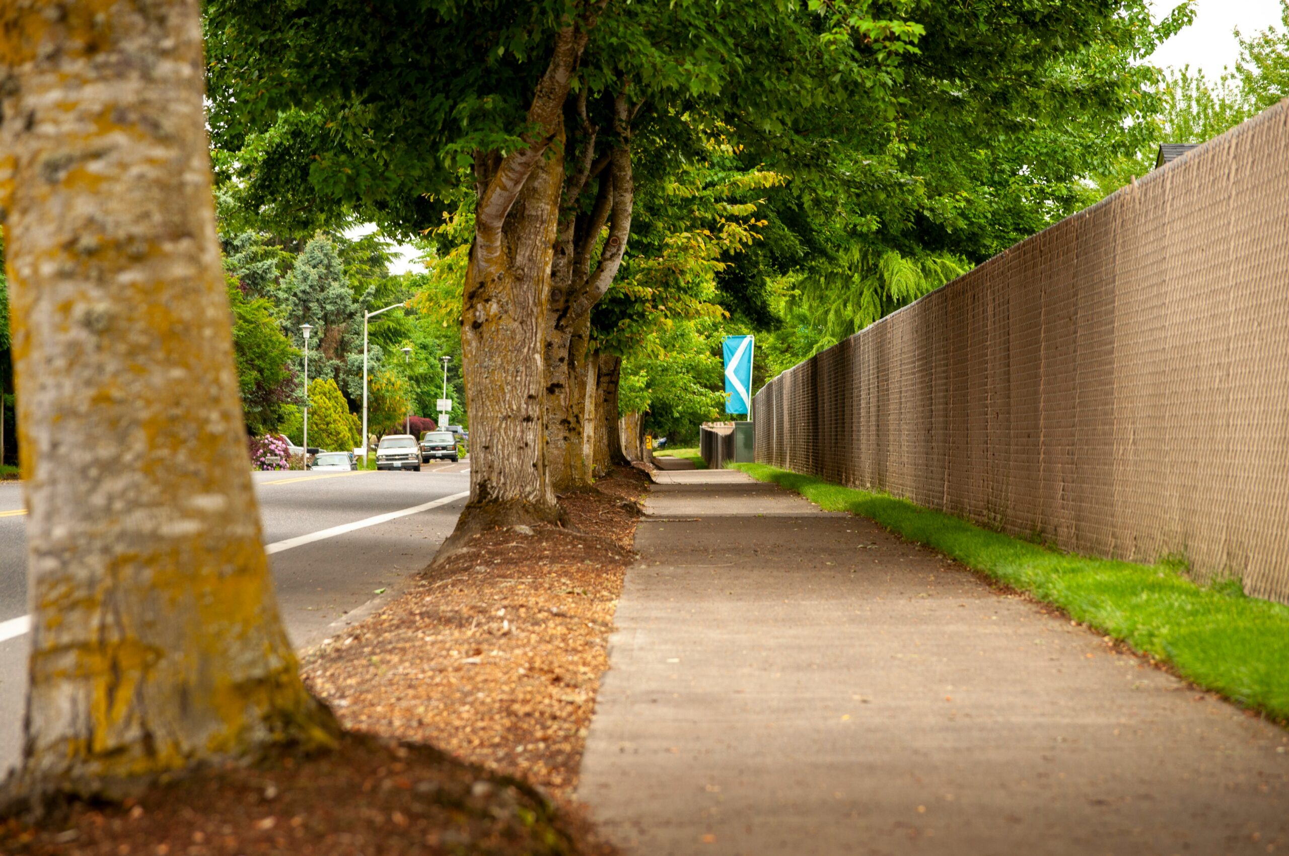 sidewalk lined with trees on one side and fence on the other - tree care in Pike Creek DE - Stein Tree Service