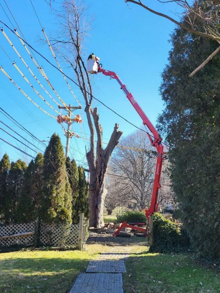 Spider Lift Being Used to Remove Tall Tree near power lines | tree removal in Pike Creek DE |  Stein Tree Service